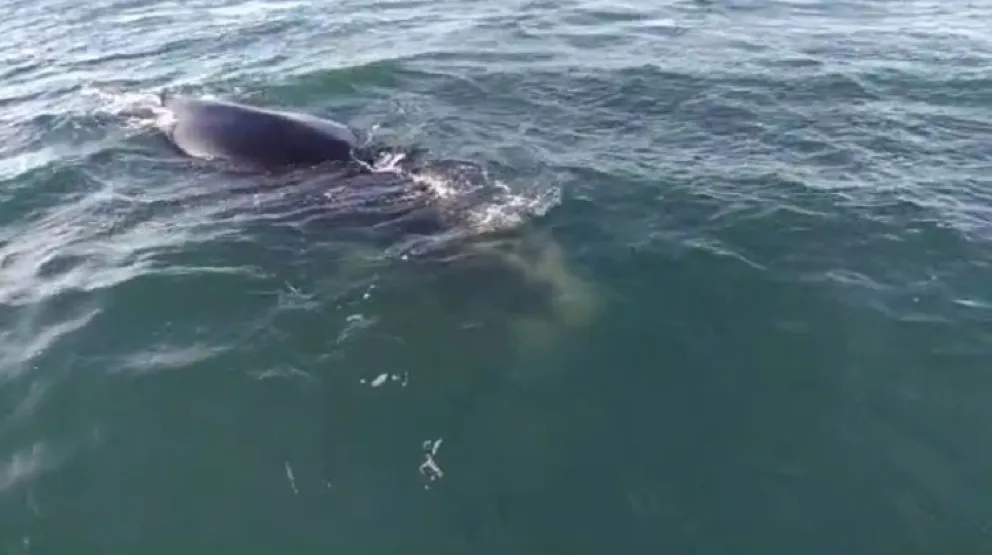 Impresionantes videos de ballenas pasando muy cerca de una embarcación en Mar del Plata