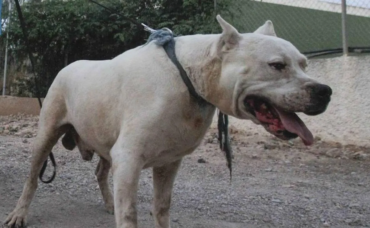 Dogo argentino, el perro sin miedo