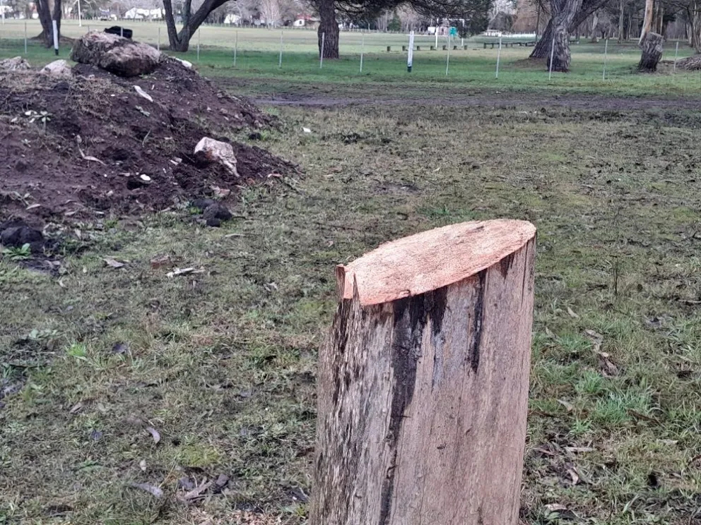 Preocupación en Parque Camet: Denuncian tala de árboles | Infobrisas