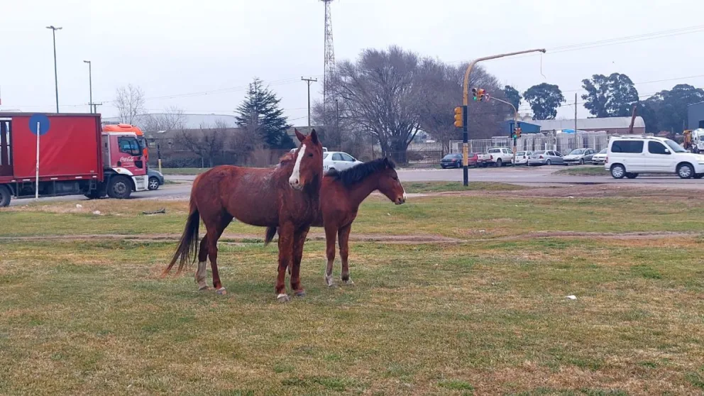 Otra vez caballos sueltos generan riesgo de accidentes en la ruta 88
