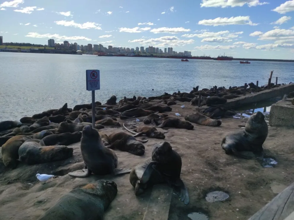 Baja notable de casos de gripe aviar en los lobos marinos en Mar del Plata