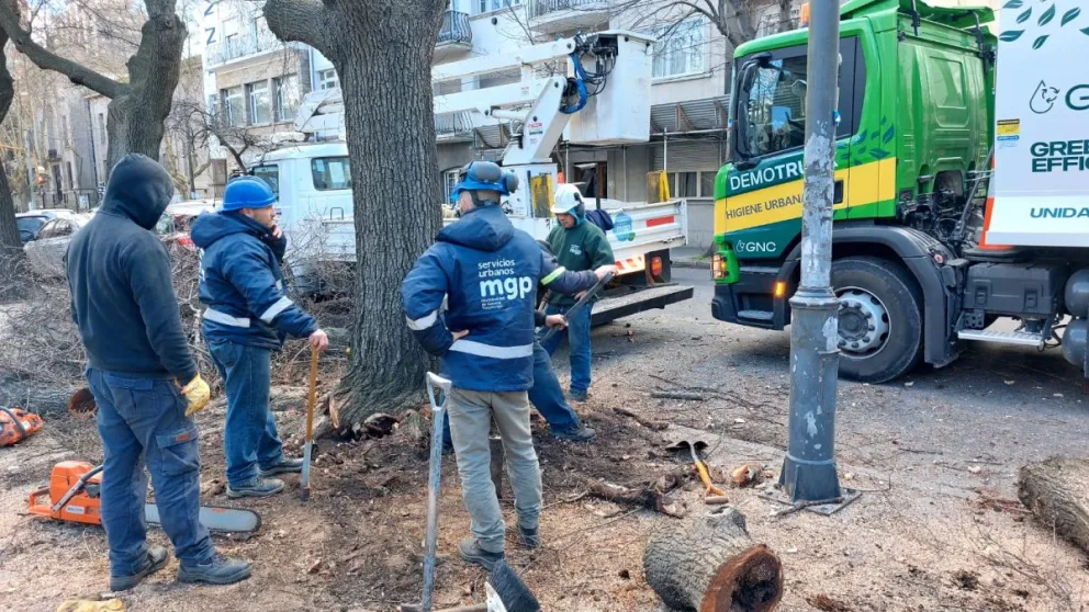 ¿Cómo es el proceso para retirar un árbol de la vía pública en Mar del Plata?