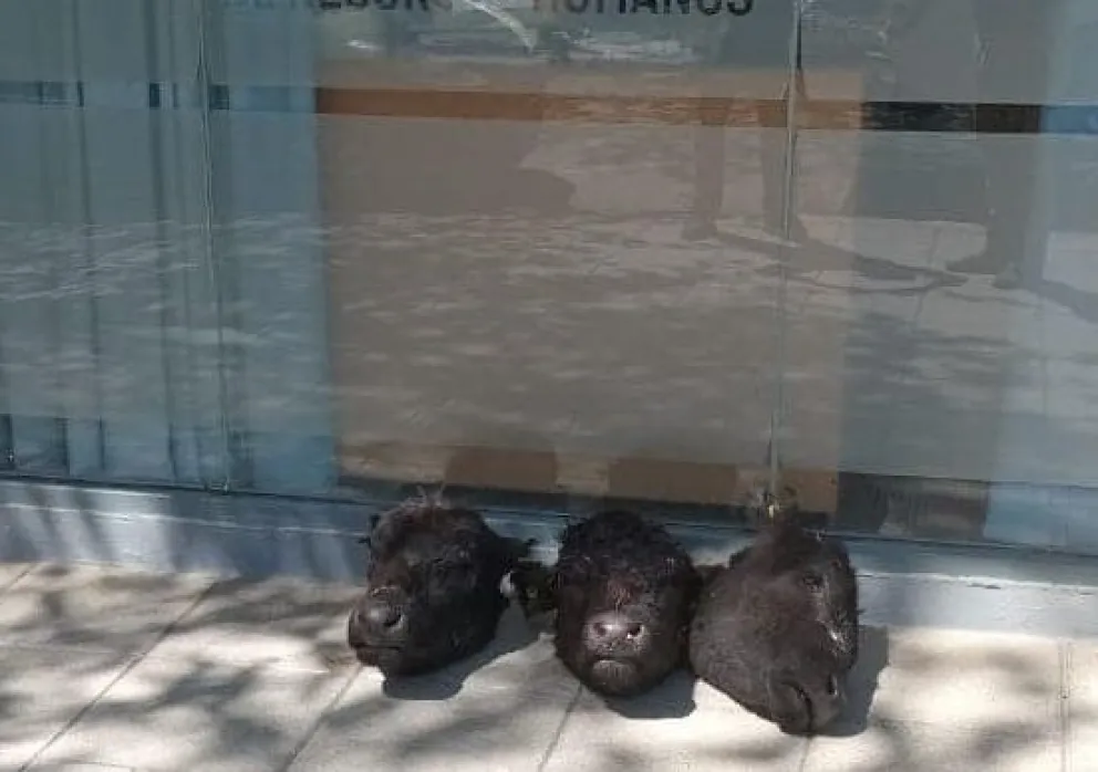 Indignado por los robos en su campo, puso tres cabezas de vaca en la Municipalidad de General Alvarado