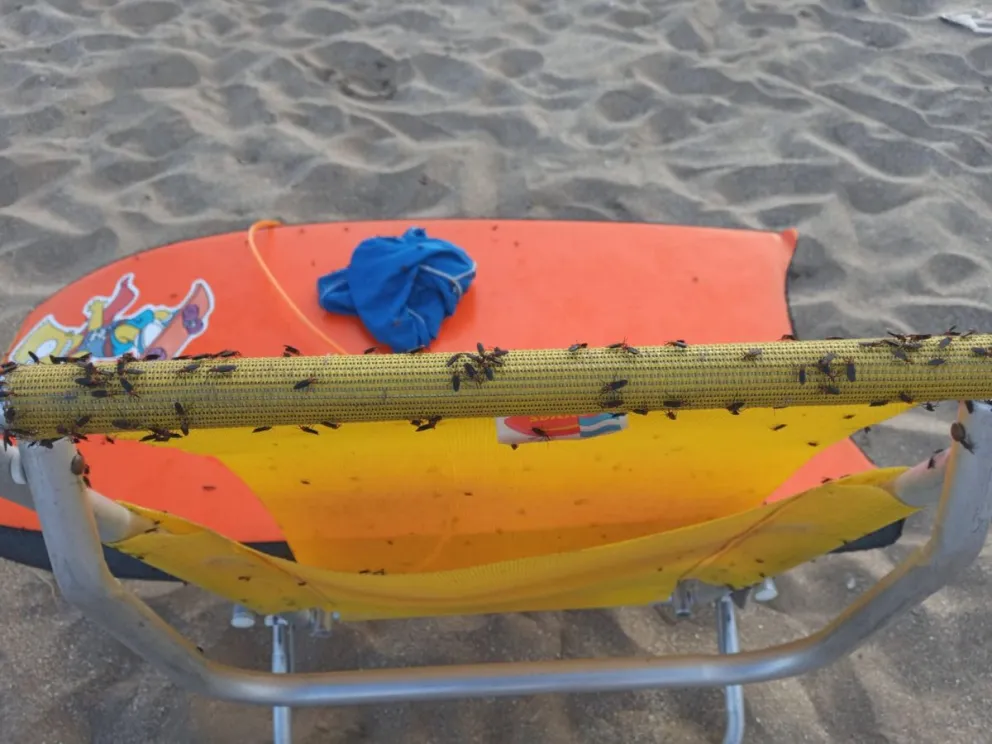 Explican a qué se debe la invasión de moscas en las playas de Mar del Plata y cuándo se irán