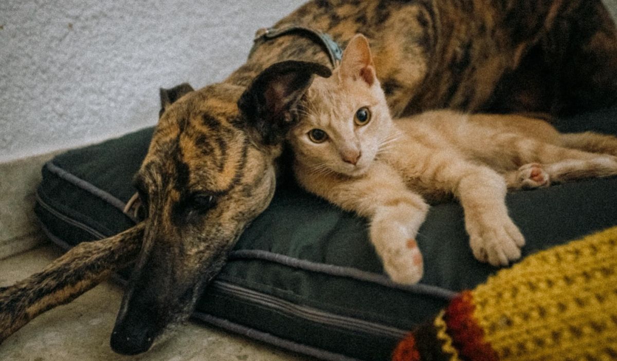 Difundieron el nuevo cronograma del quirófano móvil y la vacunación para mascotas