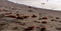 Advierten que las mareas rojas puede ser nocivas para el ser humano 