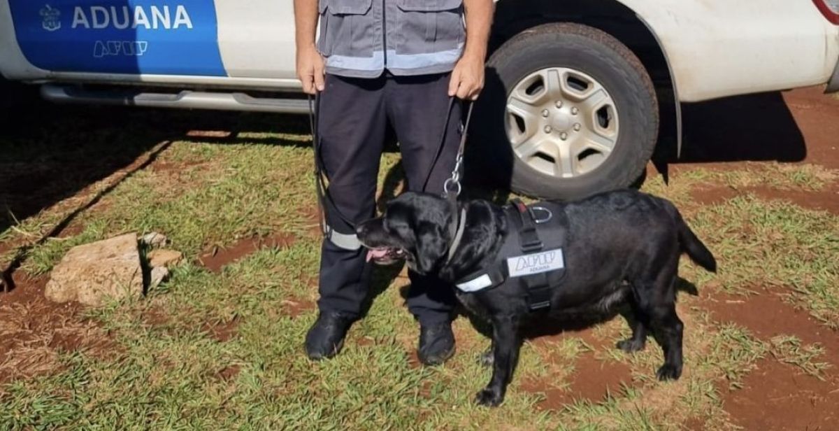 Se jubiló Filli, una perra labradora antinarcóticos de la Aduana