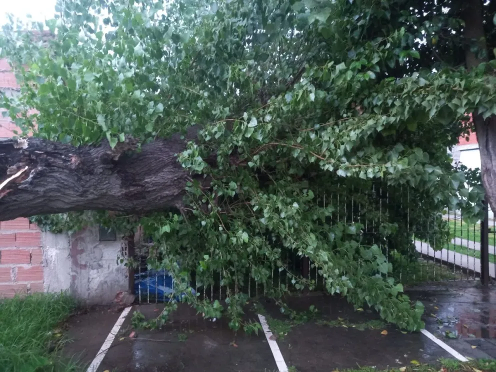 Barrios sin luz, árboles, postes y cables caídos fueron las consecuencias de la tormenta en Mar del Plata