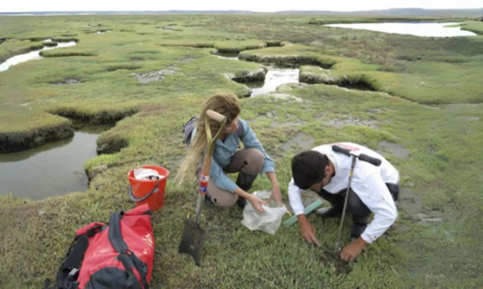 Un estudio del Conicet demuestra la importancia de las marismas de la Costa Atlántica