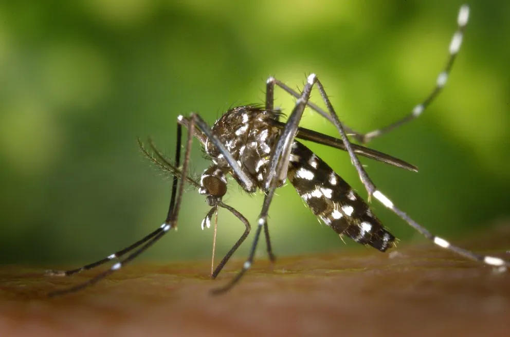 Se detectaron dos casos de dengue no autóctonos en Mar del Plata 