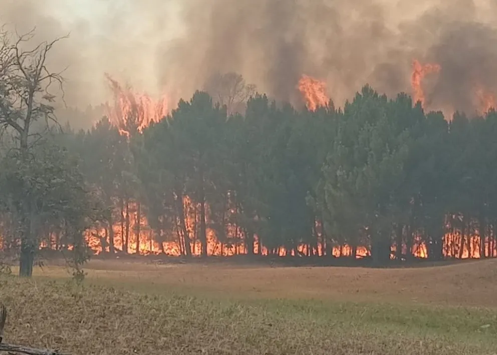 Impresionante incendio forestal en la costa del partido de Lobería