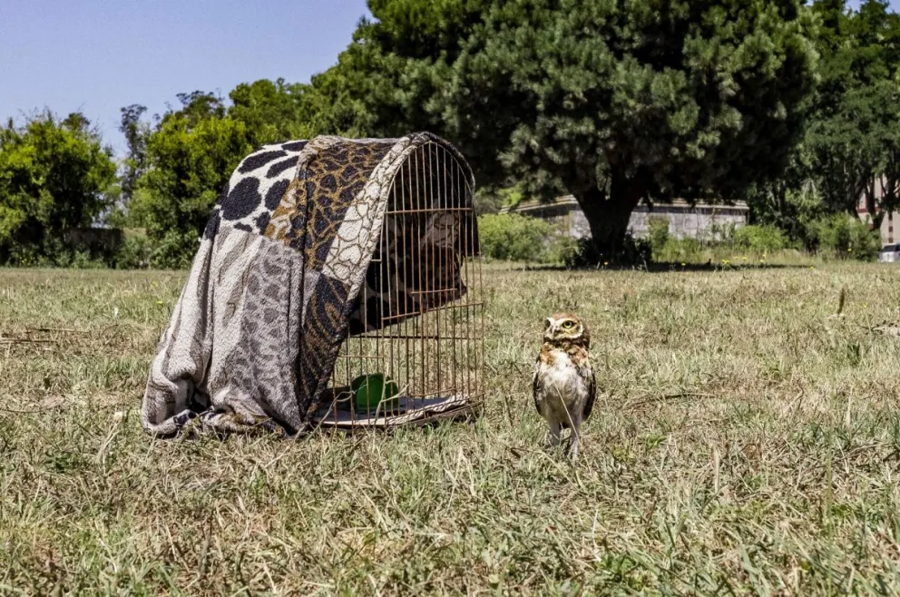 Liberaron a dos animales silvestres en la Reserva Natural Laguna de los Padres