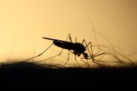 Qué especies de mosquitos circulan en Mar del Plata y cómo combatirlas