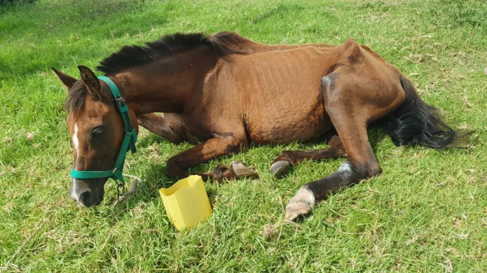 Maltrato animal: circulaba con un caballo, se cansó y lo comenzó a golpear 