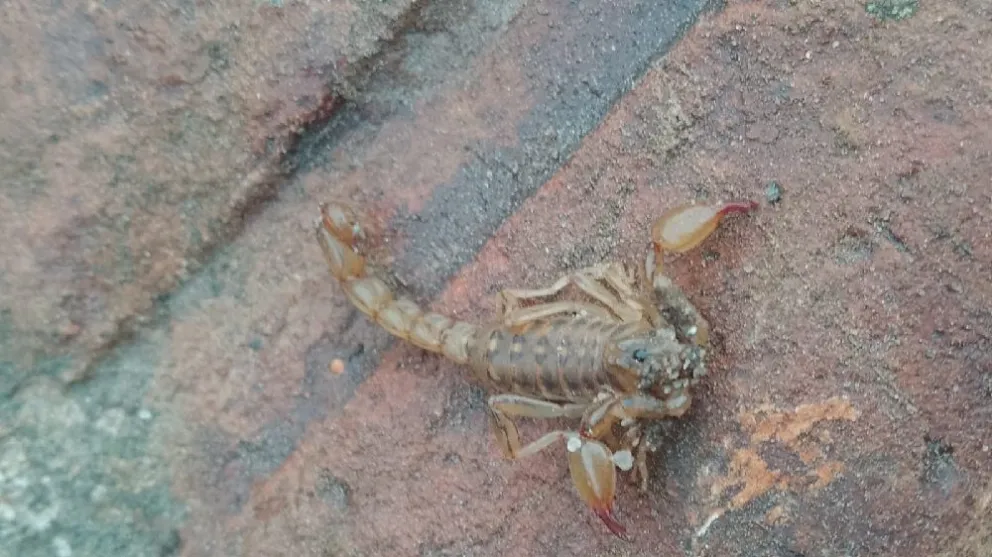 Vecino encuentra escorpión en barrio Mundialista: Especie no peligrosa, afirma especialista