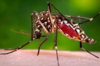 Circulación viral autóctona de dengue en La Plata: ya hay 103 casos positivos