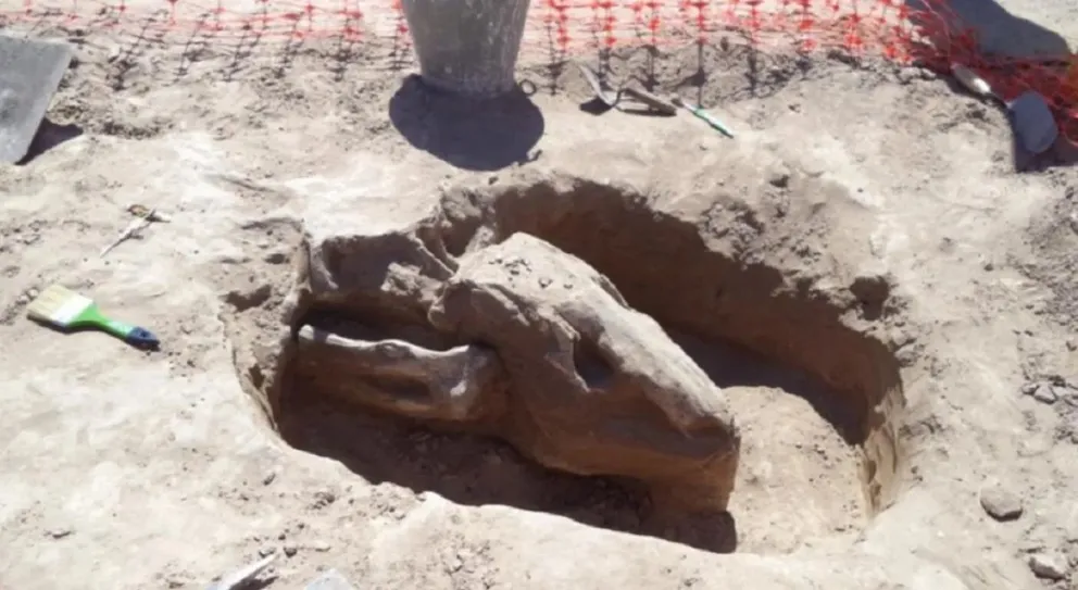 Hallan restos fósiles de un perezoso de 25.000 años de antigüedad