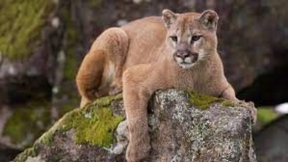 Video: apareció un puma en Villa Gesell