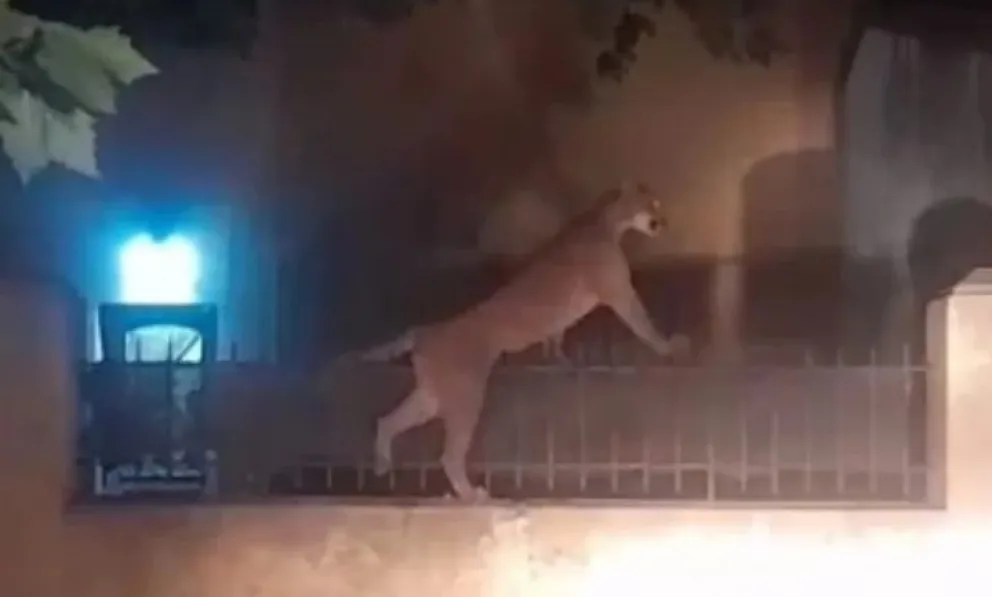 Video: un puma suelto por las calles de Necochea