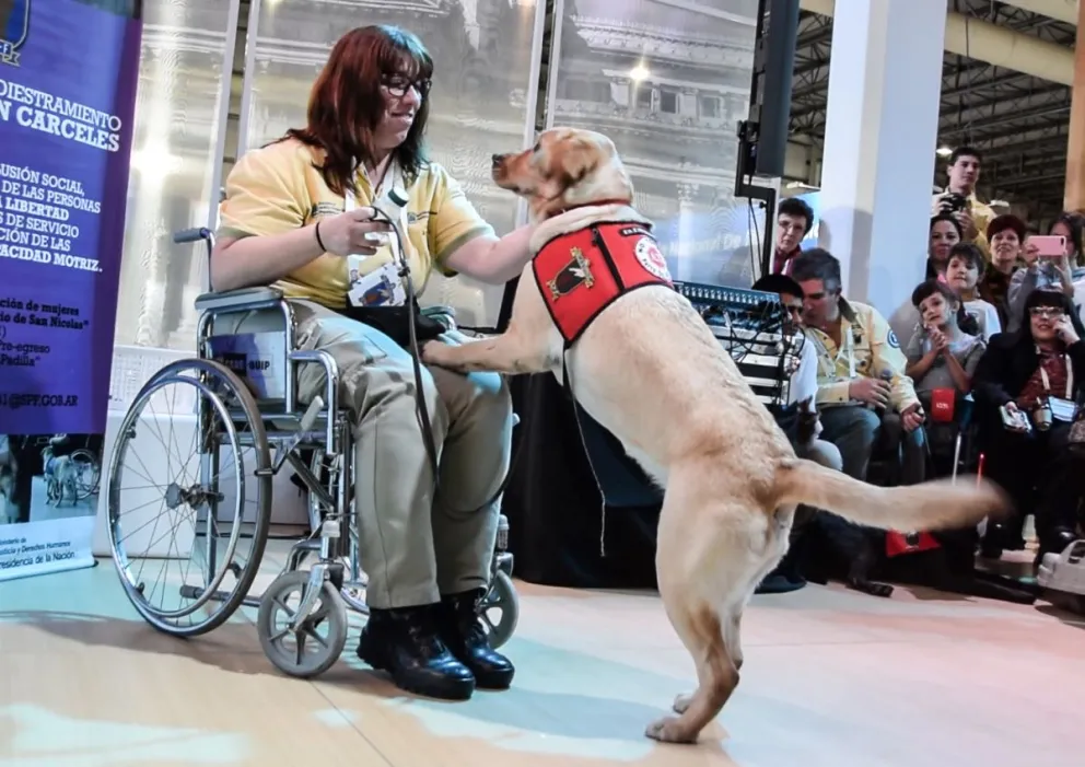 ¿Cómo tramitar la credencial para los perros guías de las personas con discapacidad?