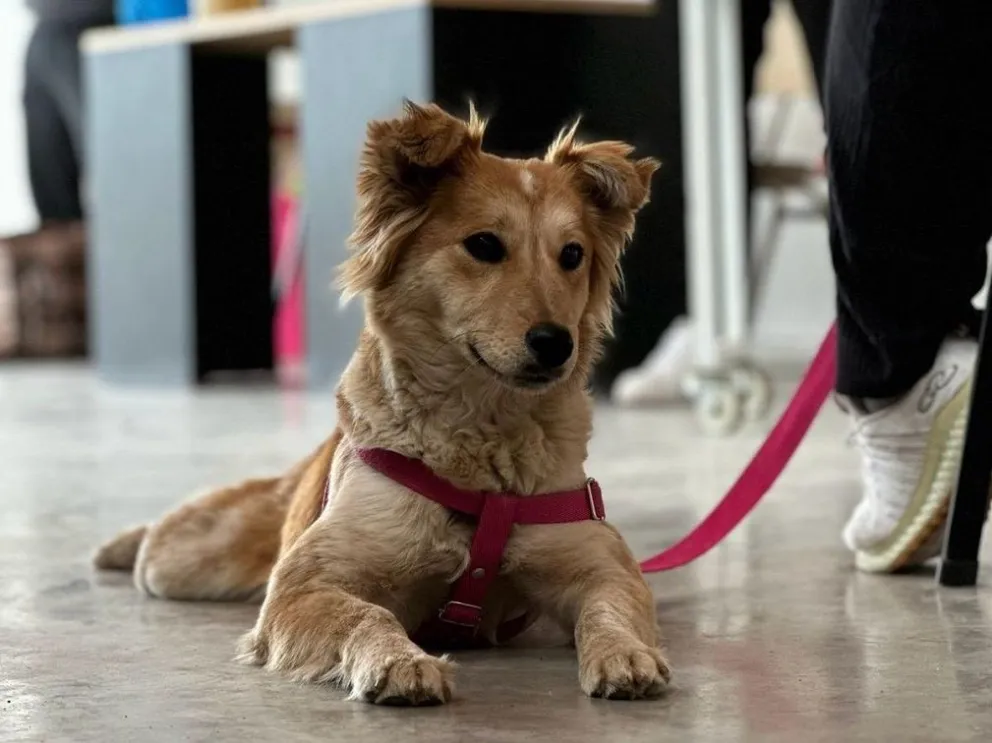 Cronograma del quirófano móvil y la vacunación antirrábica para mascotas