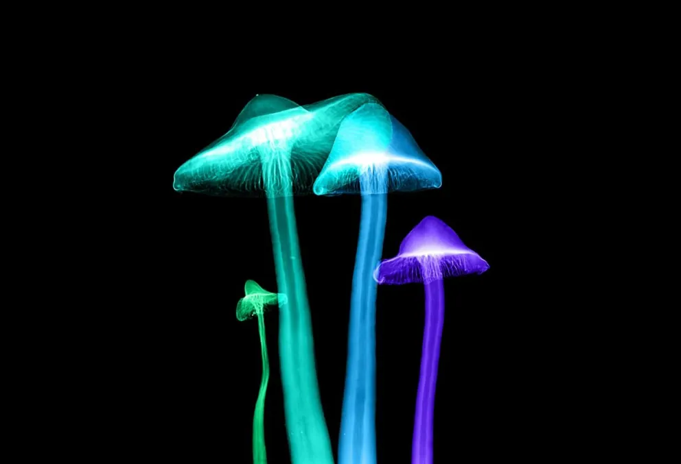 Llega Mar del Fungi 2024, un evento micológico imperdible 