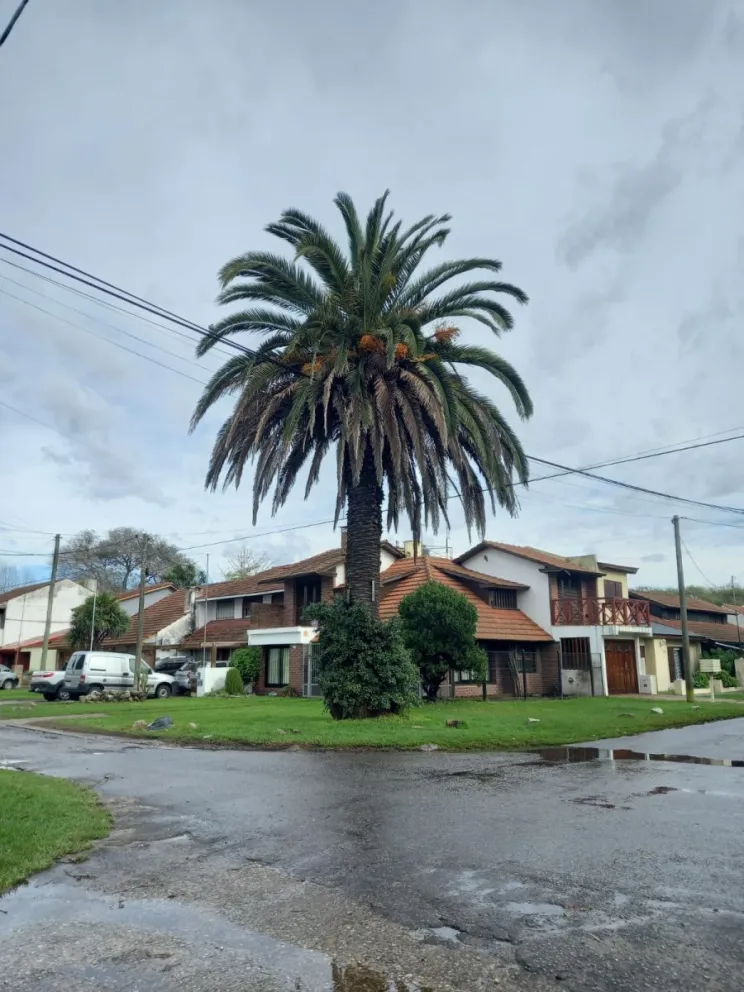 Importancia de los espacios verdes en Mar del Plata 