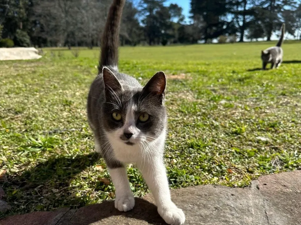 Difundieron el nuevo cronograma del quirófano móvil para mascotas
