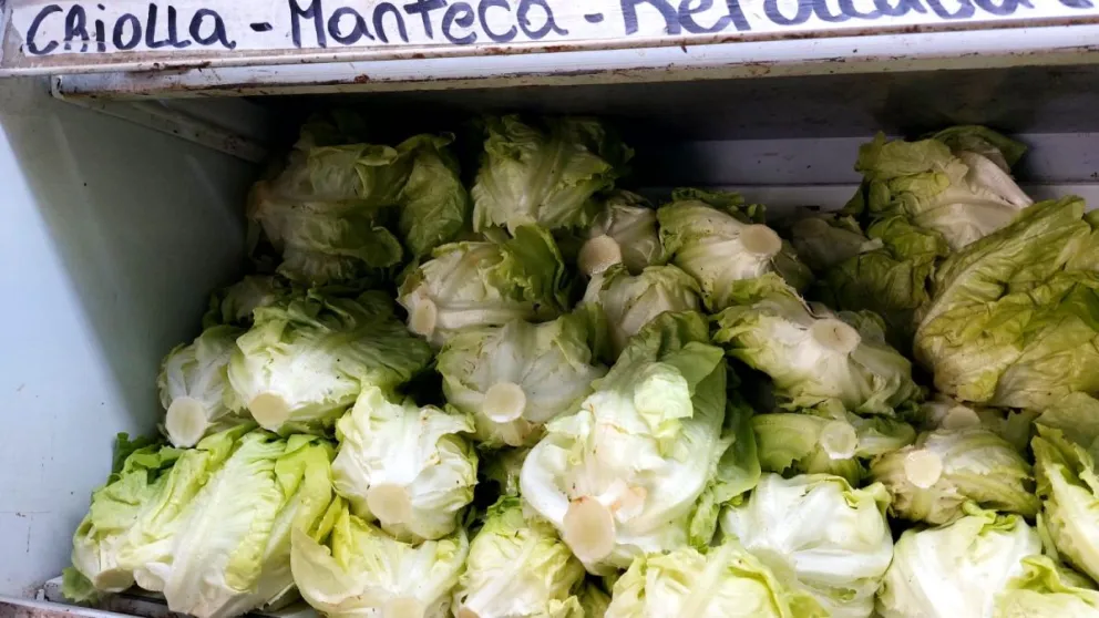 ¡La lechuga más cara que el asado! Por efecto de inundaciones se vende a más de $5.000 el kilo