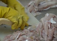 Senasa dio recomendaciones para el consumo seguro de pescado en Semana Santa