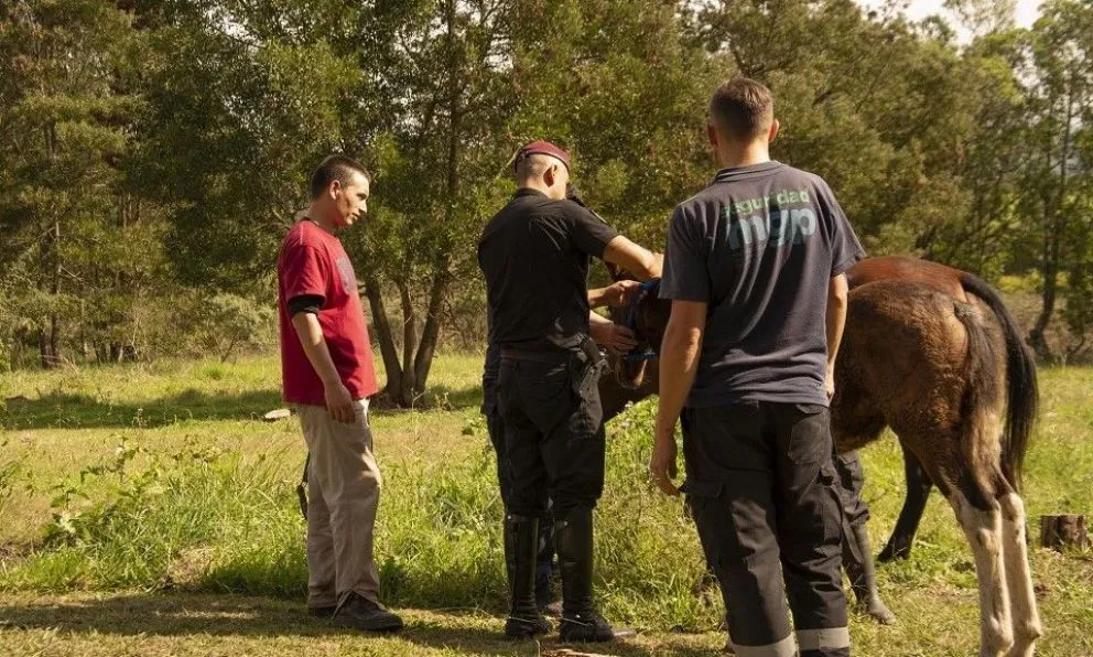 Denuncian robo de caballos para faenarlos: "Los baguales tendrán que dormir en el rancho y nosotros en los corrales"