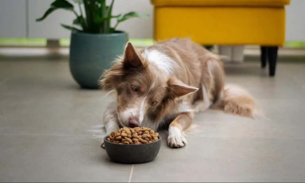 Relevamiento señala que Argentina tiene la comida para perros más cara del mundo 