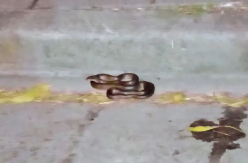 La serpiente encontrada en la zona de San Juan será liberada en Sierra de los Padres