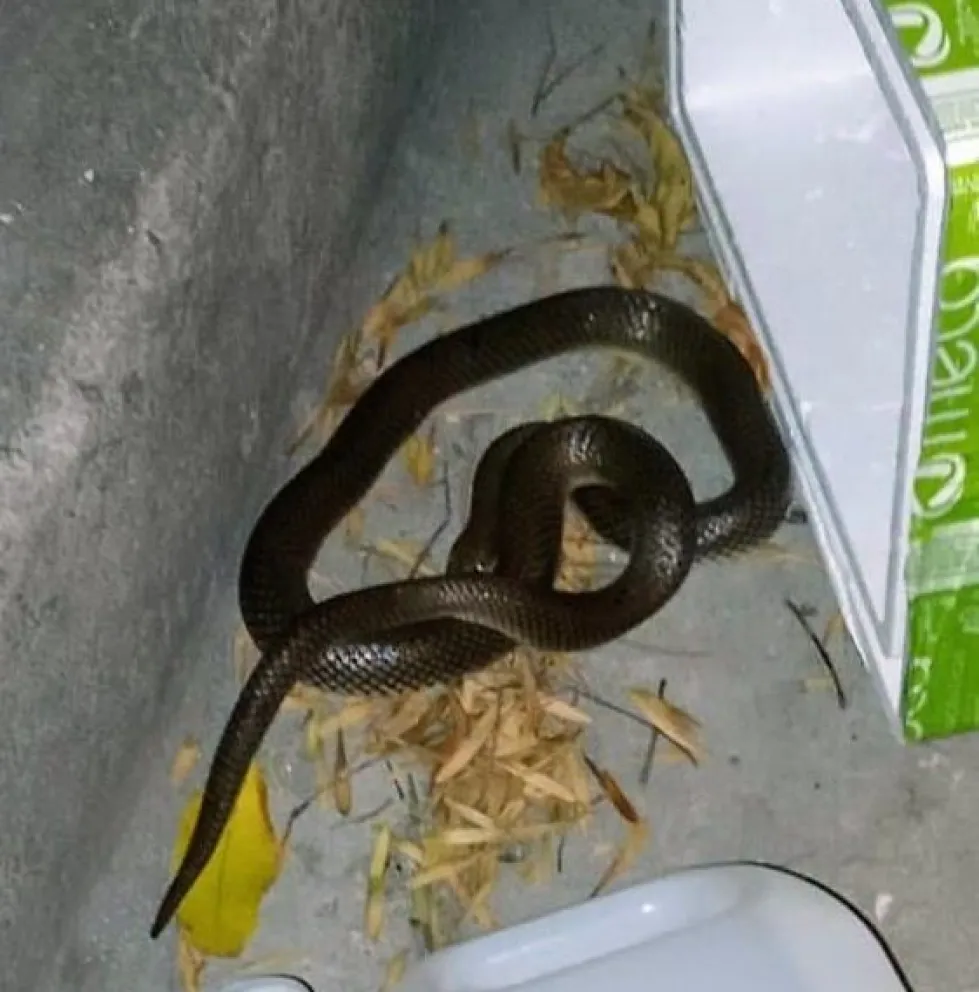 En zona céntrica, en la calle y viva encontraron una serpiente de más de un metro de largo