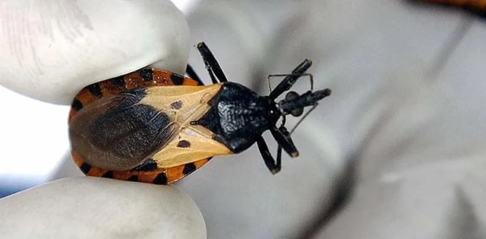 ¿Cuál es la importancia de conmemorar el Día Internacional del Mal de Chagas?