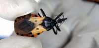 ¿Cuál es la importancia de conmemorar el Día Internacional del Mal de Chagas?