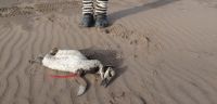 Aparecieron más de 40 pingüinos muertos en las playas y aseguran que sería un "evento natural"