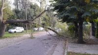 Milagro a metros de la Casa del Puente: Medio árbol se desplomó sobre la calle cuando no pasaba nadie