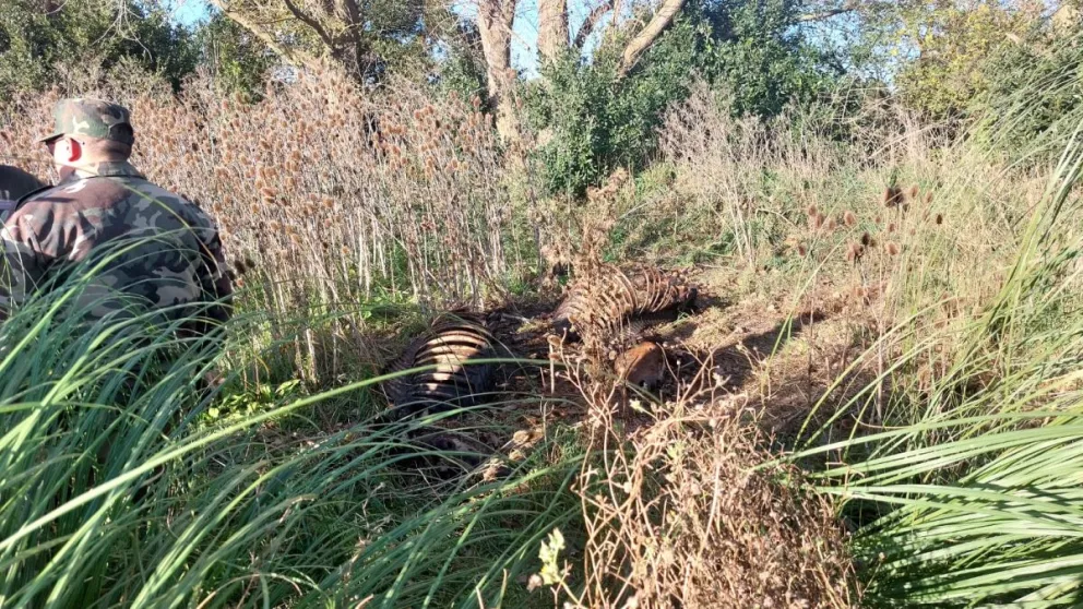 Propietarios de caballos organizan una marcha frente al robo y faenamiento de un centenar de equinos