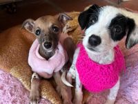 La lucha de "Rescatando Huellas" por salvar vidas de perros abandonados 