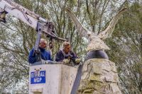 Destacan el "valor histórico" del águila recuperada en Mar del Plata