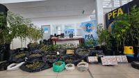 La Policía Federal desmanteló una plantación ilegal de marihuana en Mar del Plata