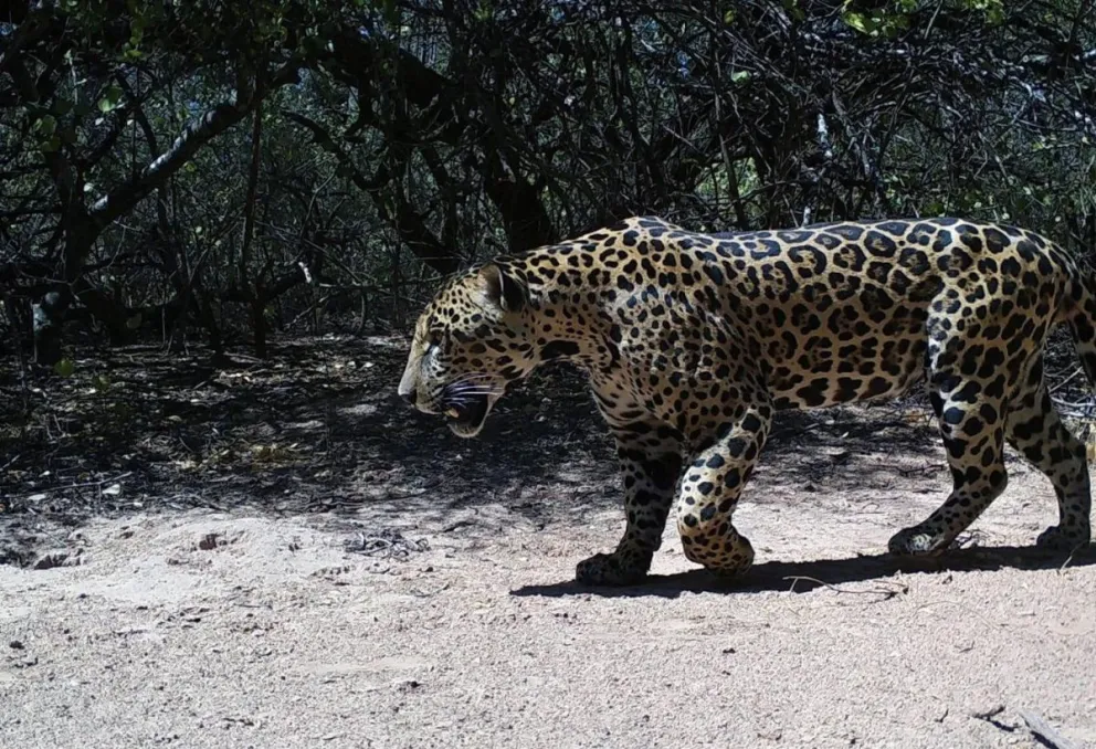 Lanzan una votación para bautizar a un yaguareté detectado en Formosa