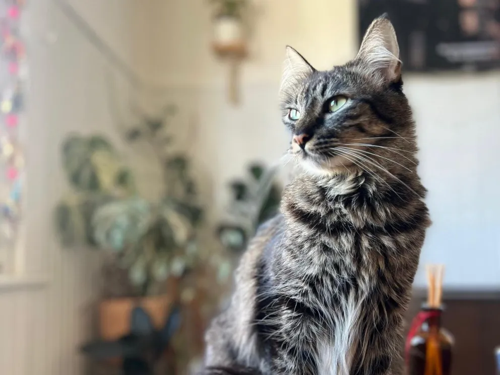 Se conoció el nuevo cronograma del quirófano móvil para mascotas