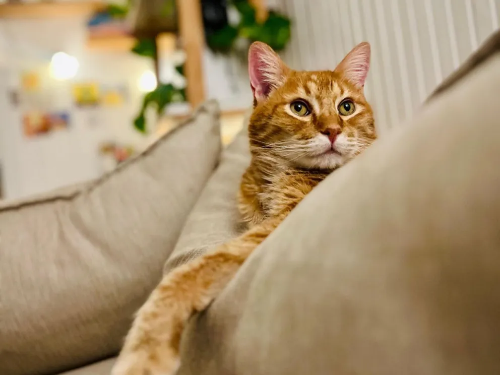 Confirmaron el cronograma del quirófano móvil y la vacunación antirrábica para mascotas