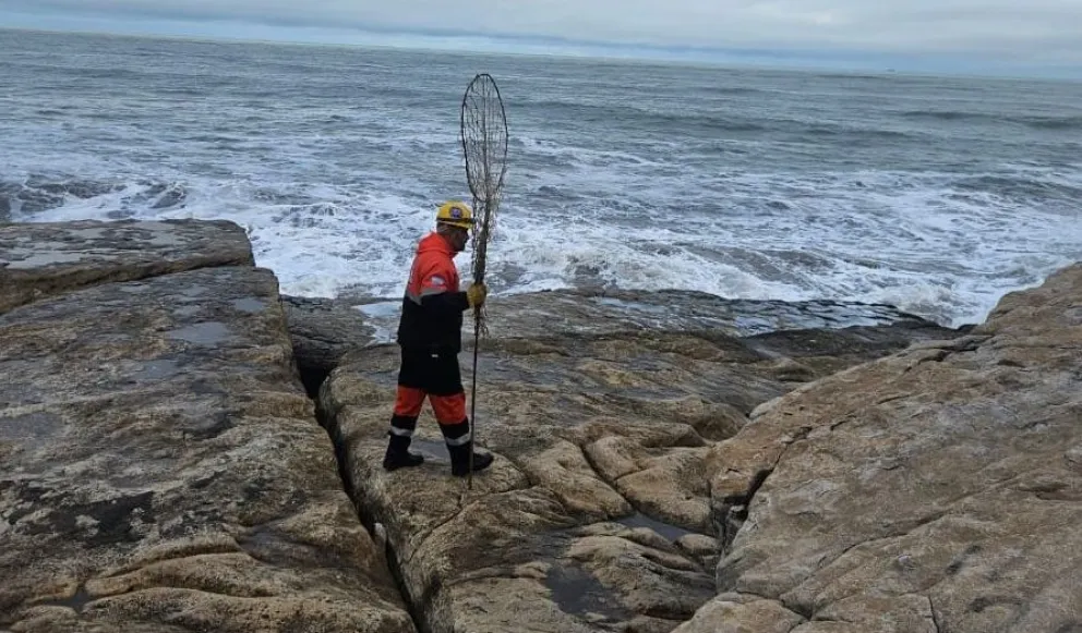 Un zorrito es el nuevo personaje de Playa Chica: lo buscan para devolverlo a su hábitat natural