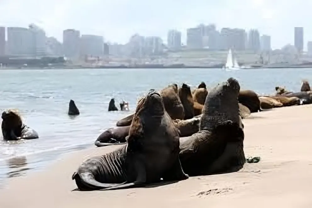 Realizarán una interesante charla sobre la colonia de lobos marinos del puerto de Mar del Plata