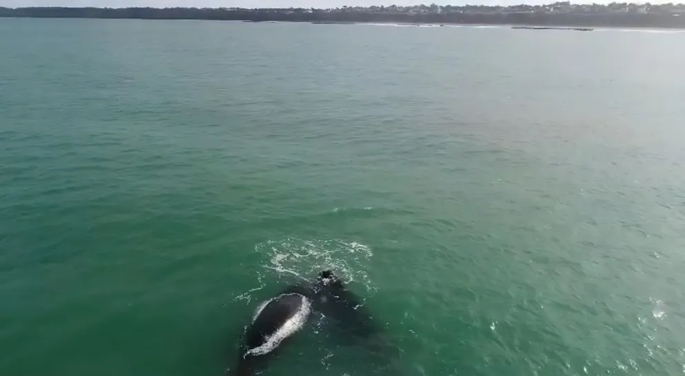 VIDEO: imponente avistaje de ballenas en la zona sur de Mar del Plata 