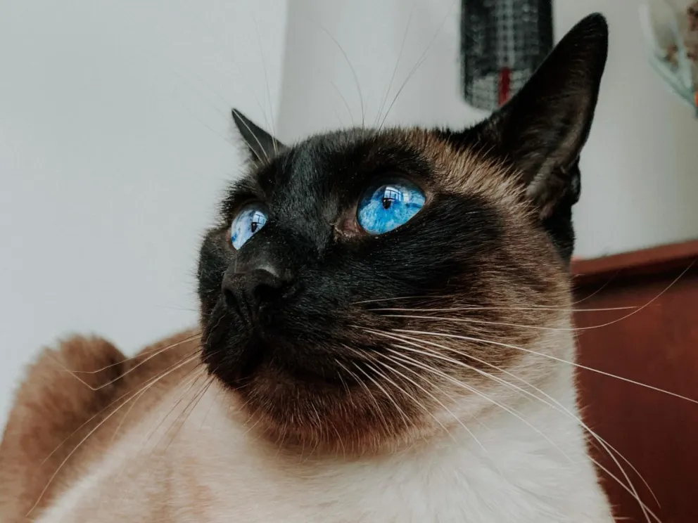 Confirmaron el nuevo cronograma del quirófano móvil para mascotas