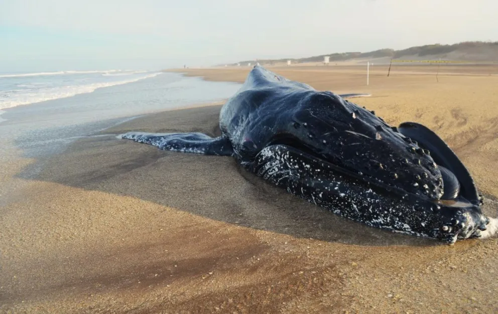 Encontraron una ballena muerta en Pinamar y es la segunda de la semana